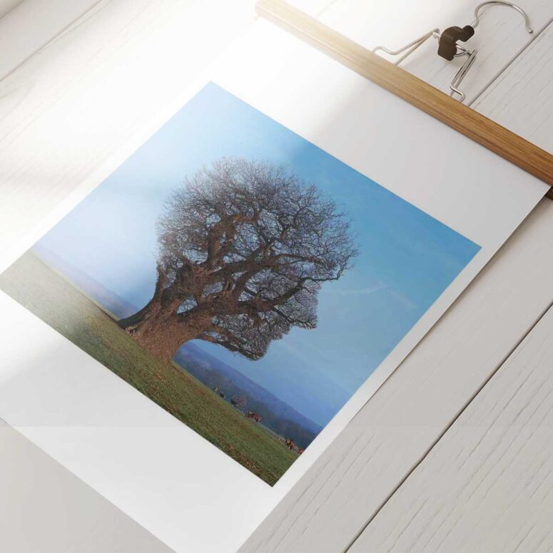Pink Floyd Tree Of Half Life Poster Pink Floyd Tree Of Half Life Poster