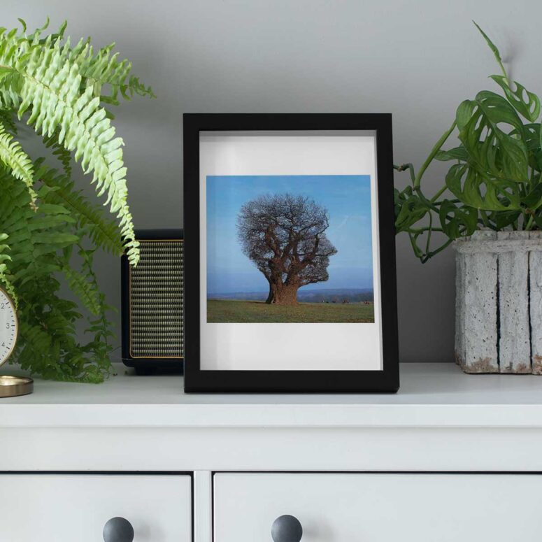 Pink Floyd Tree Of Half Life Poster Pink Floyd Tree Of Half Life Poster