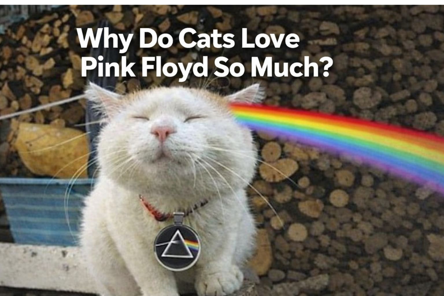 Why Do Cats Love Pink Floyd So Much - OtherBrick